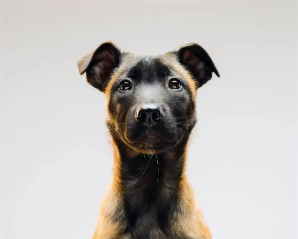 Close up portrait of little puppy of Malinois Belgian Berger. Horizontal shot of cute little pet dog sitting against gray background.