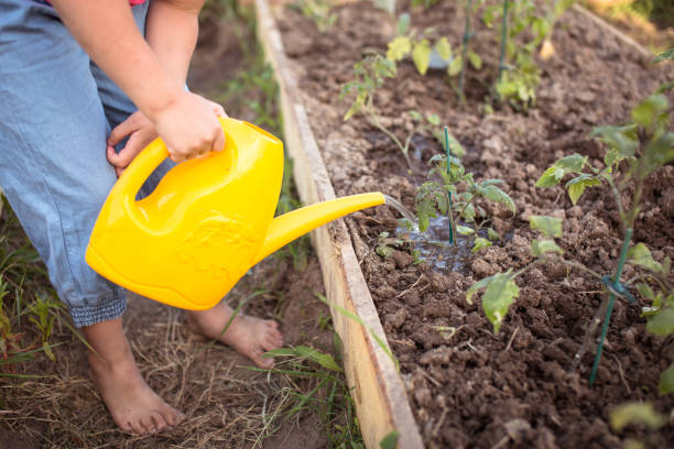 istock Kid watering seedlings little garden 653019034