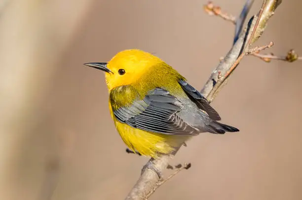 Prothonotary Warbler isolated on a branch with brown tan background