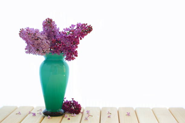 Purple lilac flowers on white background