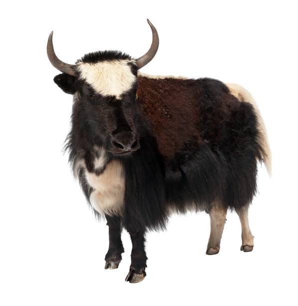 istock Black and white yak isolated on white background 653026856