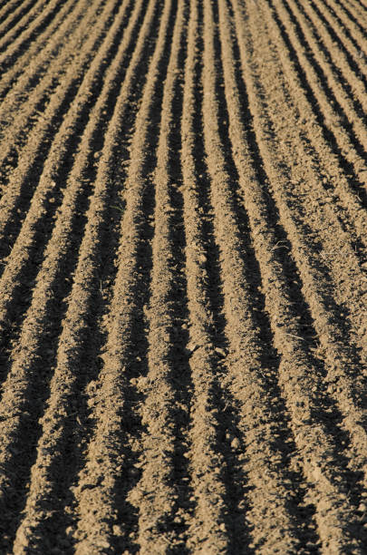 istock Furrows sowing on a field in Italy 653027120