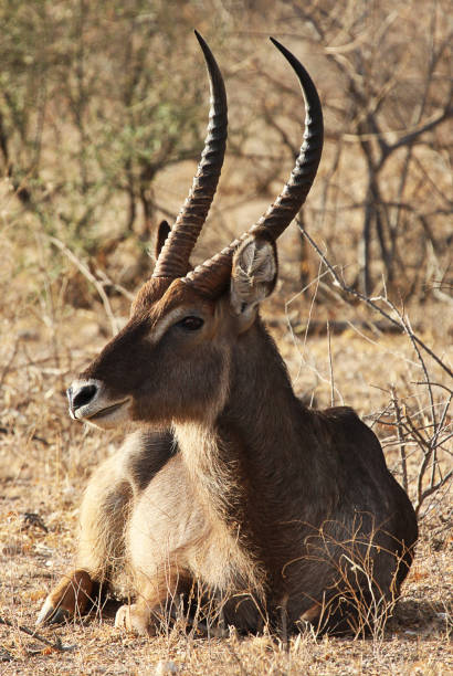 istock Waterbuck sitting on ground 653029790