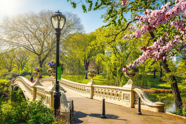 Central park at spring, New York Bow bridge in Central park at spring sunny day, New York City central park manhattan stock pictures, royalty-free photos & images