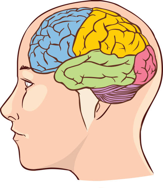 ilustraciones, imágenes clip art, dibujos animados e iconos de stock de diagrama de anatomía del cerebro seccionado en diferentes colores y nombre - sectioned