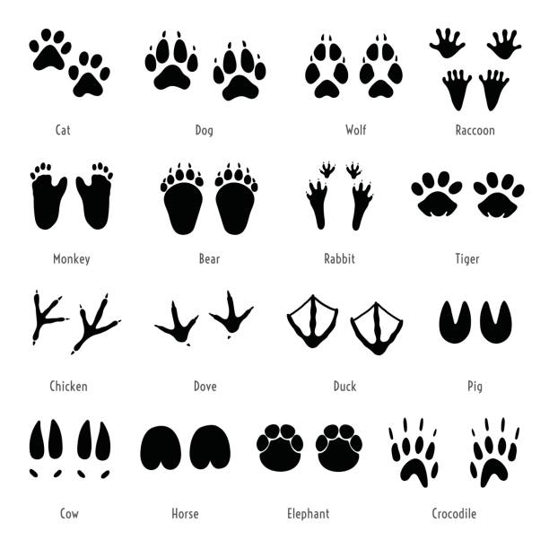 발 가신 벡터입니다. 동물 발자국 집합입니다. 트랙의 실루엣 - raccoon dog stock illustrations