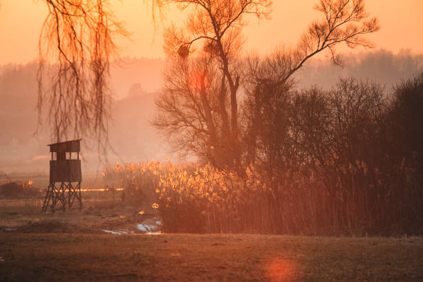 Beautiful orange sunset by the willow tree at the meadow in Oderbruch / Brandenburg / Germany