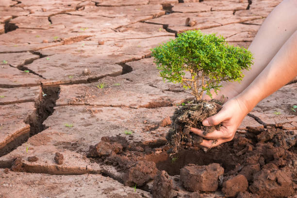 istock Woman hands holding tree growing on cracked earth background 653036650