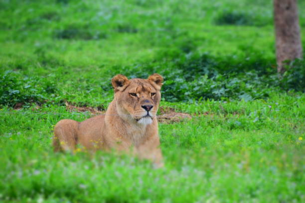 istock Close up of a lionesses watchful face 653039890