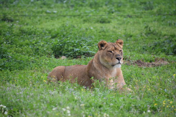istock Close up of a lionesses watchful face 653041412
