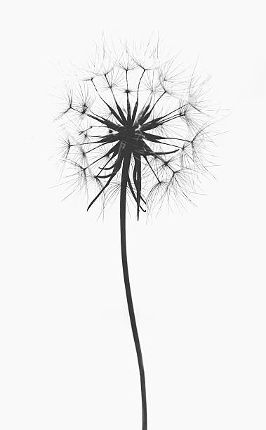 istock Low Angle View Of Dandelion Against Clear Sky 653044173