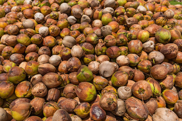 Crop of coconut in Thailand, a large pile on the ground