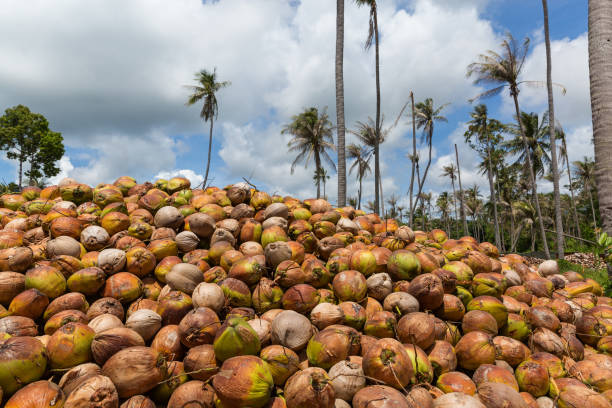 istock Crop of coconut in Thailand 653050052
