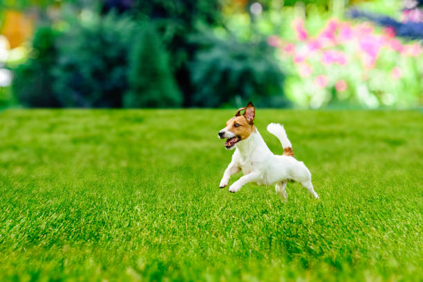 istock Happy active dog playing at  colorful garden lawn 653050582