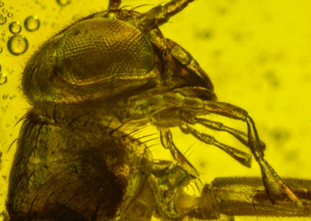 istock Dominican Amber Fossil Cricket Head Shot 653050984