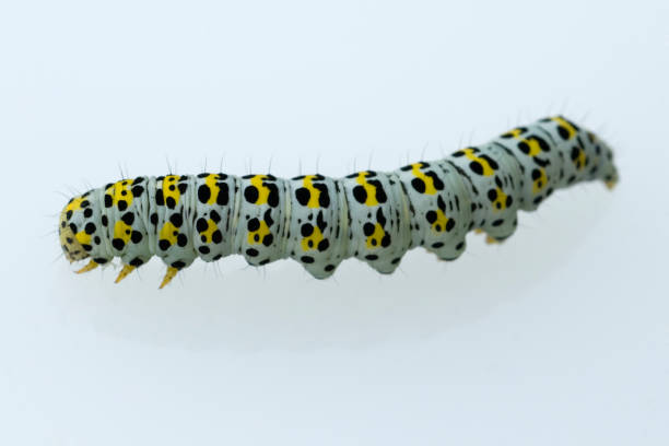 istock Papilio machaon; Caterpillar 653051526