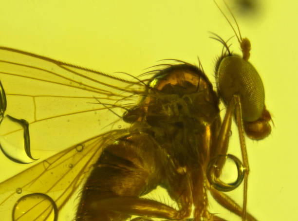istock Dominican Amber Fossil Diptera 653051554
