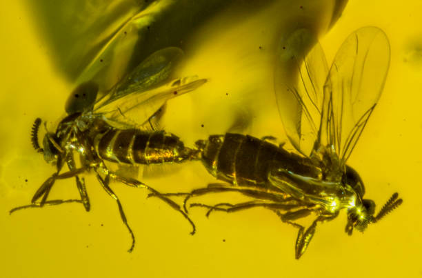 istock Dominican Amber Fossil Diptera in Copula 653051650