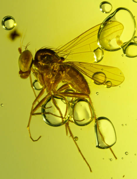 istock Dominican Amber Fossil Diptera 653051680