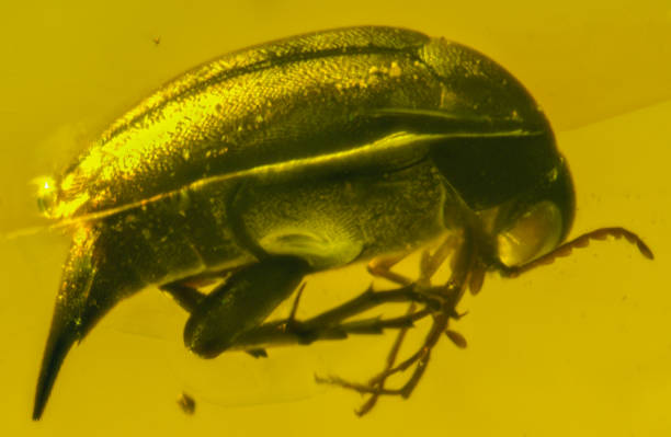 istock Dominican Amber Fossil Beetle Inclusion 653051694