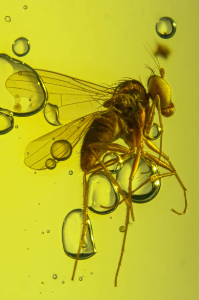 istock Dominican Amber Fossil Diptera Inclusion 653051852