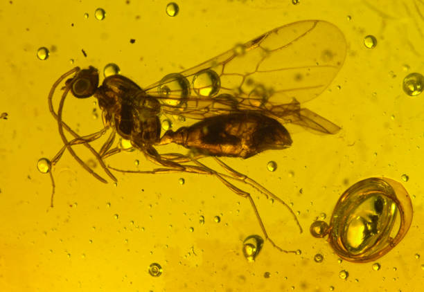 Dominican Amber Fossil Inclusion Wasp Hymenoptera
