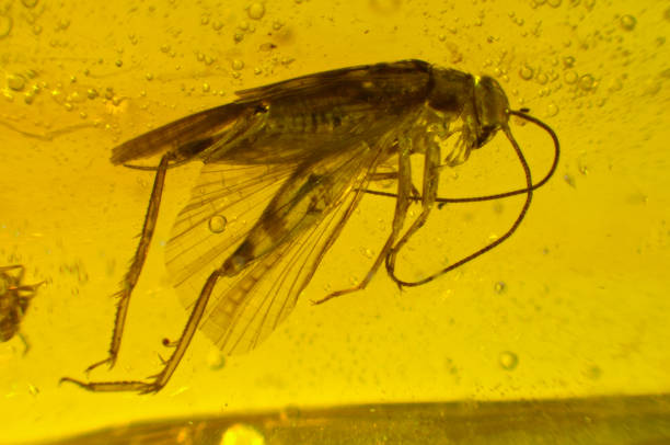 istock Cricket Fossil on Dominican Amber 653051910