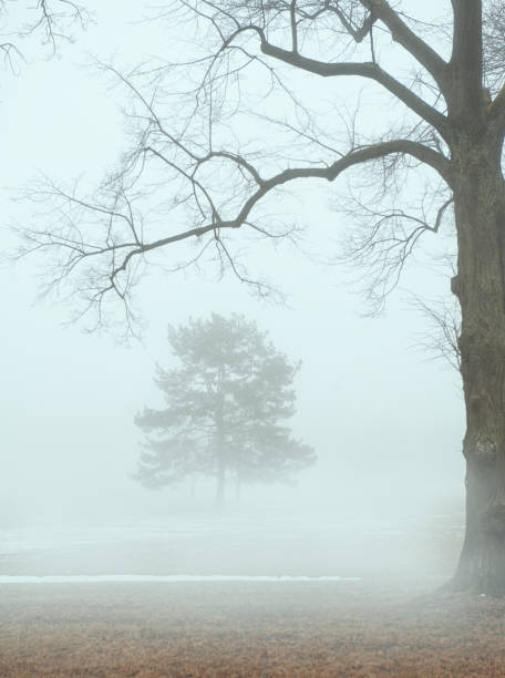 mglista nastrojowa scena z bezlistnym drzewem - bare tree rain autumn tree zdjęcia i obrazy z banku zdjęć