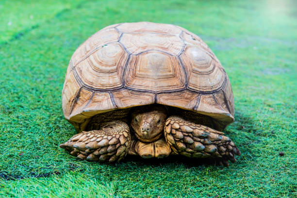 istock turtle, reptiles animal in the garden 653051942