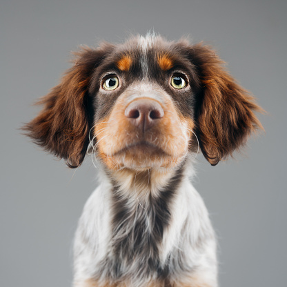 Close up portrait of cute little Epagneul Breton dog against gray background. Puppy of Epagneul Breton looking at camera. Sharp focus on eyes. Square studio portrait.