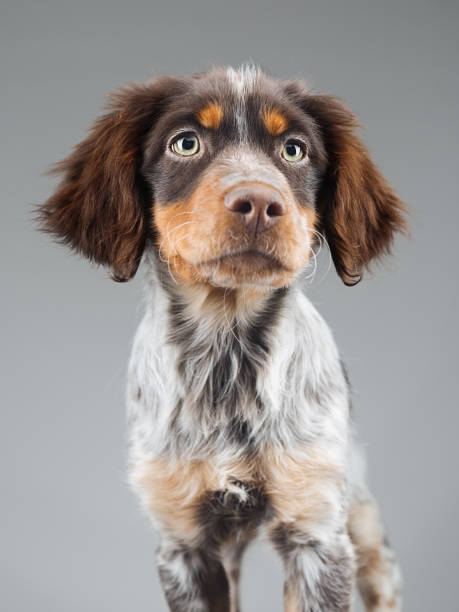 Cute little Epagneul Breton dog portrait Close up portrait of cute little Epagneul Breton dog against gray background. Puppy of Epagneul Breton looking at camera. Sharp focus on eyes. Vertical studio portrait. stray animal stock pictures, royalty-free photos & images