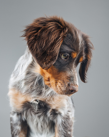 Close up portrait of cute little Epagneul Breton dog against gray background. Puppy of Epagneul Breton looking down. Sharp focus on eyes. Vertical studio portrait.