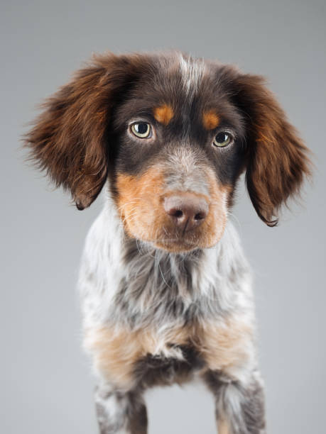 niedliche kleine epagneul breton hund portrait - obedience pets loneliness looking at camera stock-fotos und bilder