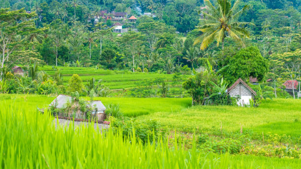 무성 한 녹색 쌀 tarrace sidemen에. 발리, 인도네시아 - sidemen 뉴스 사진 이미지