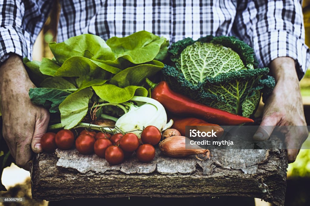 Farmer with kale Organic vegetables. Farmers hands with freshly harvested vegetables. Fresh organic kale Food Stock Photo