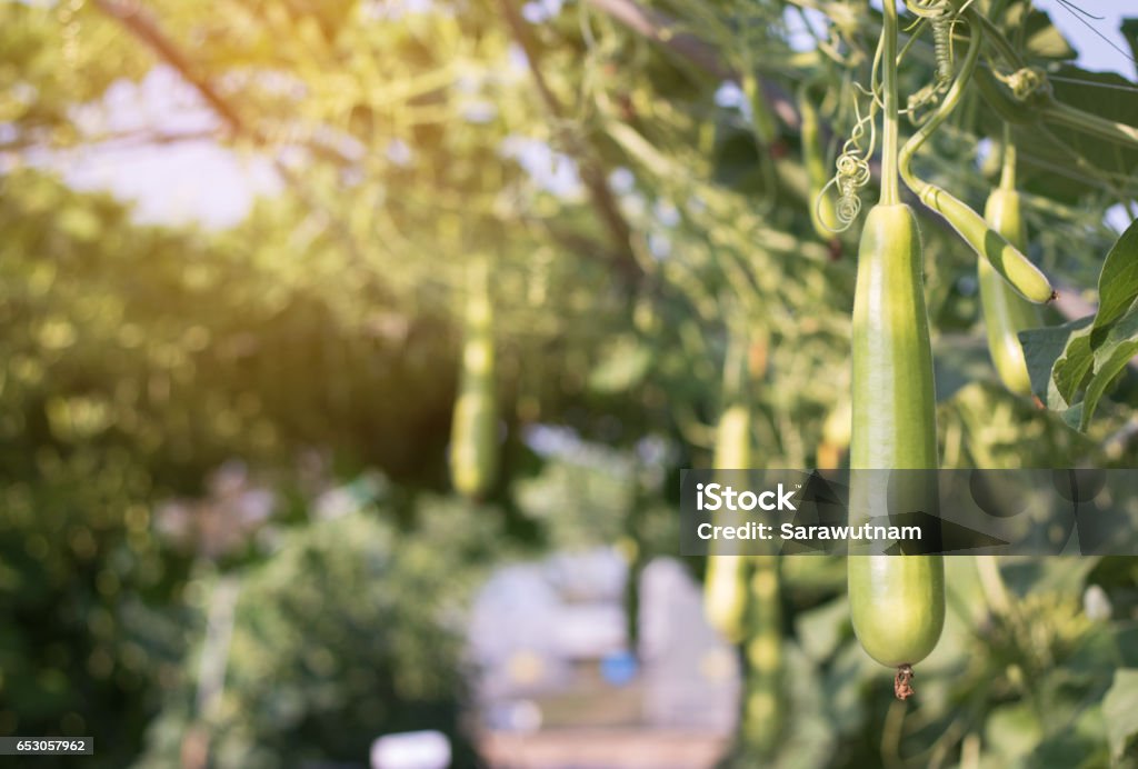 Gros gourd Luffa ou Luffa Cylindrica. - Photo de Gourde éponge libre de droits