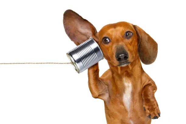 Photo of dog on the phone listening carefully