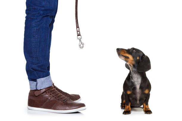 istock dog and owner  with leash 653058524