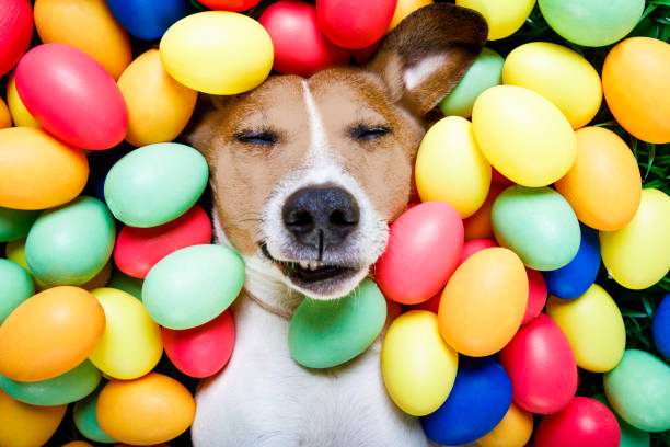 easter bunny dog with eggs funny jack russell easter bunny  dog with eggs around on grass as background, sleeping , relaxing and resting breed eggs stock pictures, royalty-free photos & images