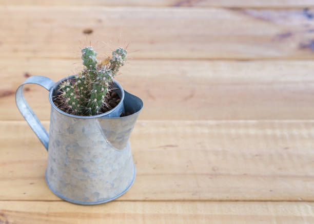 istock cactus in the watering can on wooden background 653058806