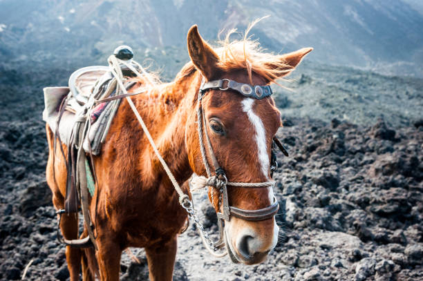 istock Horse portrait, Pacaya Volcano, Guatemala 653058910