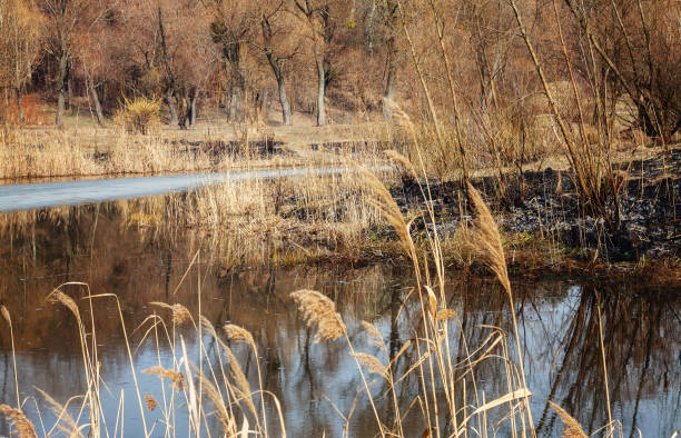 istock Burned land in the forest near the lake 653062290