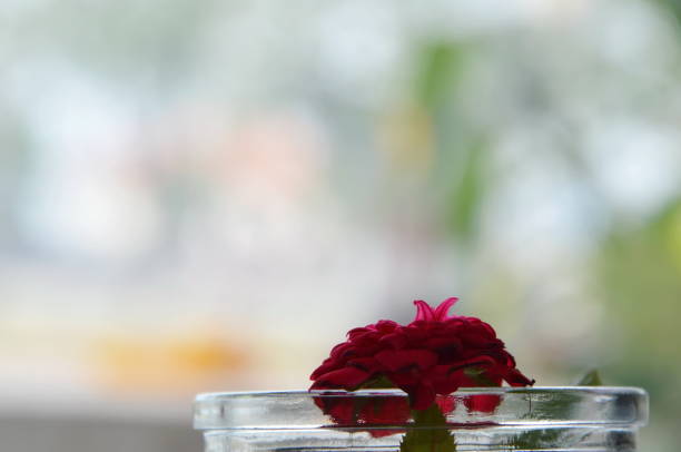 red fairy rose on water in glass bottle