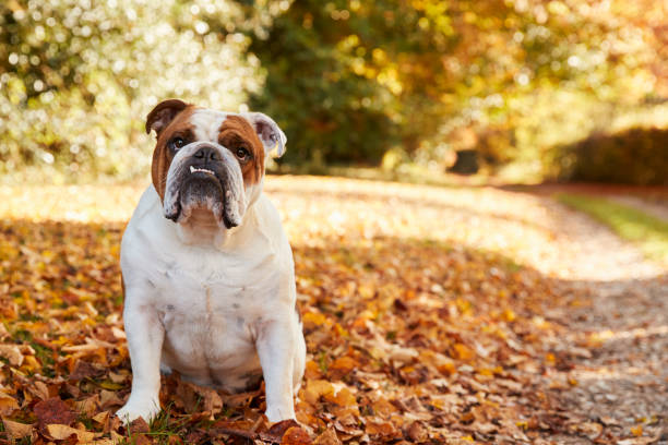 bulldog britannico seduto per sentiero nel paesaggio autunnale - english bulldog foto e immagini stock