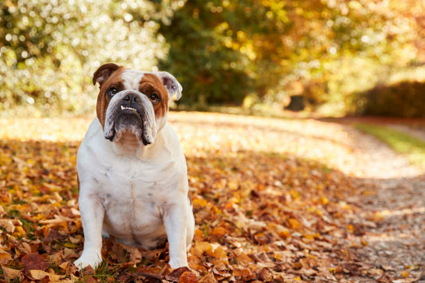 秋の風景の中のパスで英国ブルド�ッグ - english bulldog ストックフォトと画像