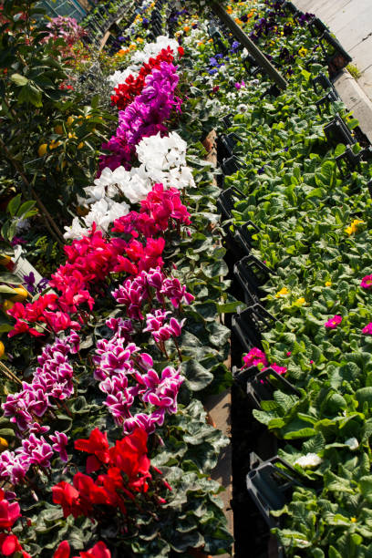 istock Beautiful flowers as a background 653072374