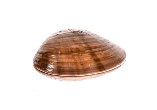 istock Fresh Smooth clam - Fasolara - Callista chione shell isolated. 653075316