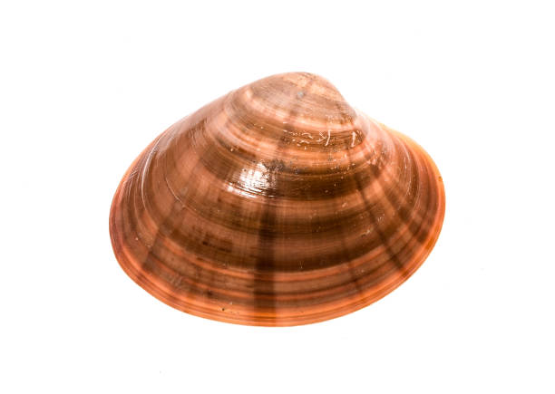 istock Fresh Smooth clam - Fasolara - Callista chione shell isolated. 653075446