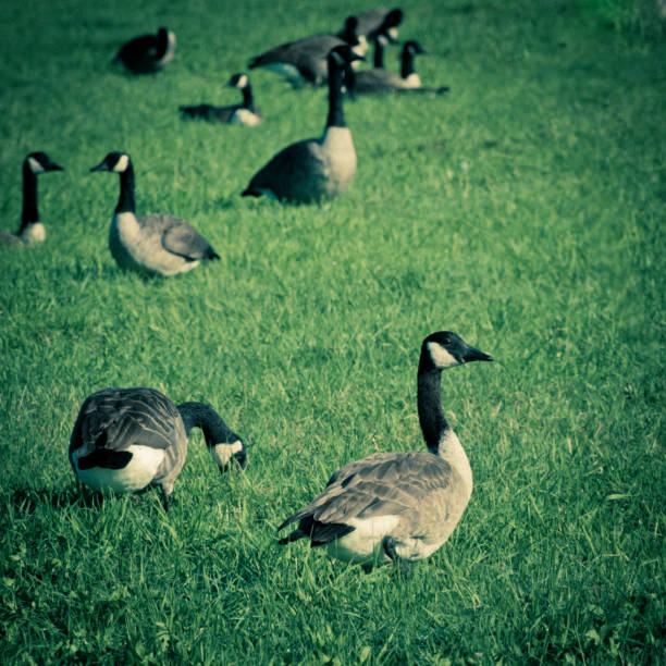 istock Canada Geese taking a rest in Yarmouth Maine 653075752
