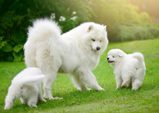 istock Samoyed dog and puppies 653076880